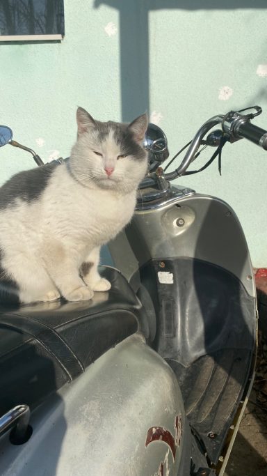 A gray and white cat sitting on the seat of a motorcycle.