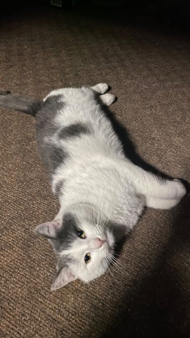 Gray and white cat lounging on its back on a brown carpet.