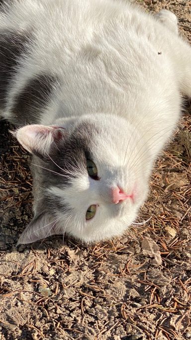 Gray and white cat lying on the ground, looking up with relaxed posture.